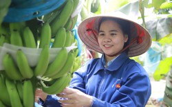 Xuất khẩu trái cây sang Trung Quốc: Bộ trưởng Bộ NNPTNT đề nghị thay hình thức buôn chuyến 