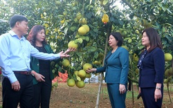 Phó Chủ tịch Hội NDVN Cao Xuân Thu Vân làm việc với Hội ND tỉnh, thăm mô hình sản xuất của nông dân Phú Thọ