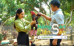 NÔNG SẢN LÊN SÀN: Về Hưng Yên chiêm ngưỡng giống "gà quái thú" quý hiếm chỉ có ở Việt Nam 