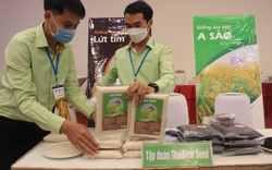 Cuộc thi Gạo ngon Việt Nam đang diễn ra: 6 đơn vị so tài, gạo nào sẽ giành giải Nhất?