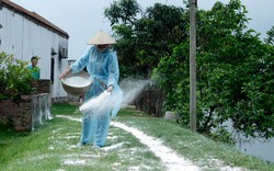 Bắc Ninh tổ chức tháng tổng vệ sinh, khử trùng, tiêu độc môi trường