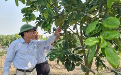 Đây là ba giống cây ăn quả mới, lạ nào đang có triển vọng làm giàu cho nông dân tỉnh Hải Dương