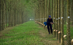 Cao su Đồng Phú (DPR): Chốt ngày chia cổ tức còn lại năm 2021 bằng tiền 20%