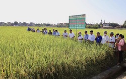 Giống lúa ngon nhất thế giới lên tốt bời bời trên đồng đất Phú Thọ, nông dân phấn khởi vì lãi gấp đôi 