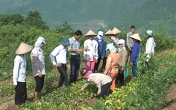 Làm gì để hướng tới một hệ thống giáo dục nghề nghiệp bình đẳng, chất lượng?