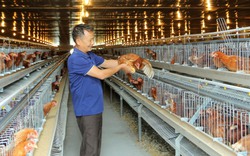 Một nông dân Bắc Ninh mạnh tay chi tiền tỷ xây chuồng lạnh nuôi gà
