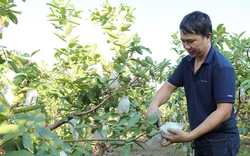 Hội Nông dân Bắc Giang tạo đà phát triển hợp tác xã từ các chi, tổ hội nông dân nghề nghiệp