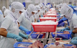 400 doanh nghiệp Việt Nam tăng tốc bán một loài cá sang Trung Quốc, thu gần 700 triệu USD