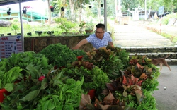 Vùng đất mang tên Núi Cấm ở An Giang lạ lắm, khách xa tới ai cũng gọi rau rừng ra ăn nhiệt tình