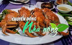 Chuyển động Nhà nông 7/11: Cua lông Thượng Hải tiền triệu vẫn hút khách