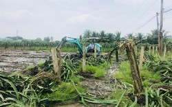 Cám cảnh đời trồng thanh long ở Long An, cây bị chặt hàng loạt, ruộng bỏ hoang
