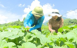 Nông dân huyện này ở Phú Thọ khấm khá nhờ mạnh dạn trồng cây mới, nuôi con mới, tạo việc làm, tăng thu nhập