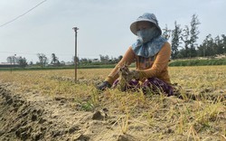 Hàng chục ha trồng hành, trồng kiệu ở Bình Định chết bất thường, dân nhổ bỏ như nhổ cỏ