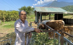 Tạo việc làm, tăng thu nhập cho nông dân bằng các mô hình "cầm tay chỉ việc" ở huyện Nậm Nhùn của Lai Châu