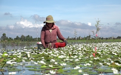 Trên đồng nước nổi mênh mông ở Đồng Tháp đang nở rộ loài hoa trắng miên man khiến dân mạng phát sốt