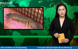 Bản tin Dân Việt Nóng ngày 9/11: Người dân Cà Mau ái ngại nạn bắt trộm loài tôm quý 