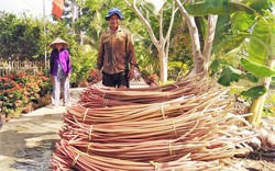 Đào mương trong vườn trồng thứ cây cảnh ưa nước, nhổ bông bán làm rau sạch, dân Hậu Giang ở đây sống khỏe