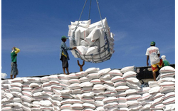 Ấn Độ dỡ bỏ lệnh cấm xuất khẩu gạo, điều gì sẽ xảy ra trên thị trường lúa gạo?