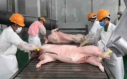 Giải bài toán chất lượng thịt lợn xuất khẩu