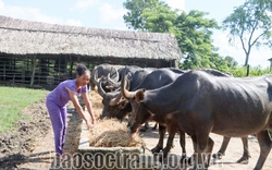 Một nông dân Sóc Trăng phất lên nhờ nuôi con "là đầu cơ nghiệp"