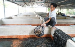 Mô hình nuôi lươn ven sông Vàm Cỏ Đông của anh nông dân Tây Ninh ai đến xem cũng trầm trồ, phục lăn
