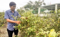 Trồng mai vàng ứng dụng công nghệ cao, nông dân xã Vọng Thê ở An Giang kỳ vọng cái Tết ấm no