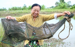 Nuôi cua kiểu gì mà bẫy lên toàn con to bự, các chị nông dân Sóc Trăng bán cua gạch tới 300.000 đồng/kg?