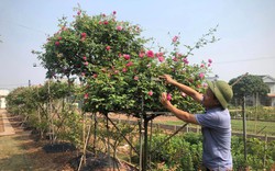 Vùng đất này ở Hà Nam, nông dân làm vườn mẫu trồng hoa hồng, bước vô thấy thơm ngào ngạt