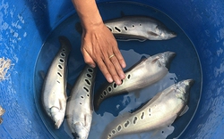 Bình Định: Nuôi cá thát lát cườm hình dáng, màu sắc đẹp ở hồ thủy lợi gắn với tiêu thụ