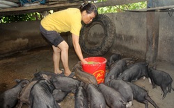 Đây là thứ heo mang tiếng là "heo nhà nghèo", nhưng đẻ ra là có người mua, ăn miếng thịt nhà giàu còn khen