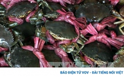 Trà Vinh: Nuôi cua biển, nông dân thu lợi 200 triệu đồng mỗi năm