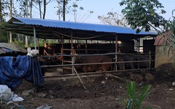Thái Nguyên: Khốn khổ vì lò giết mổ trâu bò không phép giữa khu dân cư