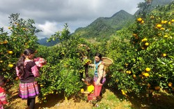 Tây Bắc nhân rộng tổ khuyến nông cộng đồng: Kỳ vọng hình thành vùng cây ăn quả chuyên nghiệp  
