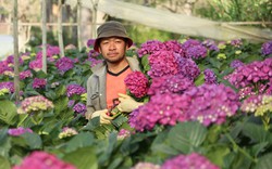 Kỹ sư điện ở Lâm Đồng bỏ nghề về quê trồng hoa cẩm tú cầu tím vạn người mê