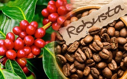 Giá cà phê hai sàn tiếp tục bật tăng mạnh, nguồn cung cà phê Việt Nam giảm hỗ trợ giá