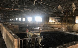  Vụ cháy kinh hoàng khiến hơn 1.000 con lợn chết cháy ở Nghệ An, cận cảnh trang trại tan hoang, điêu tàn