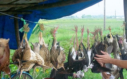 TT-Huế: Phát hiện hàng chục cơ sở buôn bán chim không rõ nguồn gốc xuất xứ 
