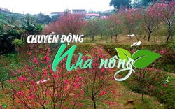 Chuyển động Nhà nông 16/12: Lạng Sơn chuẩn bị cho Lễ hội hoa đào kéo dài hơn 1 tháng