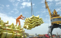 Giá lúa gạo tiếp tục neo cao do nguồn cung giảm, nhu cầu tăng