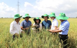 Phân bón NPK hữu cơ thế hệ mới mang lại hiệu quả cao trên cây lúa