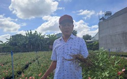 Nông dân trồng sâm, chế biến sâm bố chính đạt giải Nhất cuộc thi nông dân khởi nghiệp tỉnh Bình Định