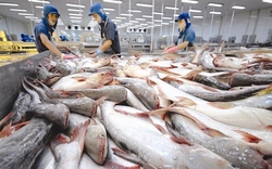 Triển vọng tiêu thụ cá tra Việt Nam tại Mỹ năm 2023