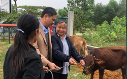 Hỗ trợ bò cái giống trị giá hơn 500 triệu đồng cho nông dân nghèo ở Thừa Thiên - Huế 