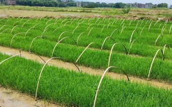 Thiên hạ cấy lúa vụ nào ăn vụ nấy, đằng này Trung Quốc trồng thứ lúa cấy một lần gặt hái trong vài năm
