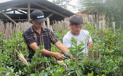 Mai vàng Bình Định nhiều cây nở sớm, dân trồng loại cây cảnh đang hot này làm sao để đỡ hụt tiền Tết?