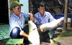 Loài cá này, biển càng động càng kéo nhau đi săn mồi, dân Cà Mau đánh lưới bắt toàn con to