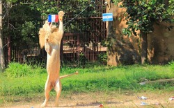 Sư tử "tiên tri" Chao Boy dự đoán kết quả Argentina vs Pháp
