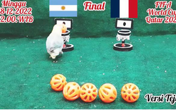 Chú vẹt tiên tri Versi Tejo dự đoán kết quả Argentina vs Pháp