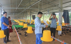 Phong trào nông dân sản xuất kinh doanh giỏi tại Quảng Ngãi: Xuất hiện nhiều mô hình hay, cách làm hiệu quả