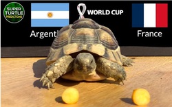 Thần Rùa dự đoán kết quả Argentina vs Pháp, 22h ngày 18/12, chung kết World Cup 2022
